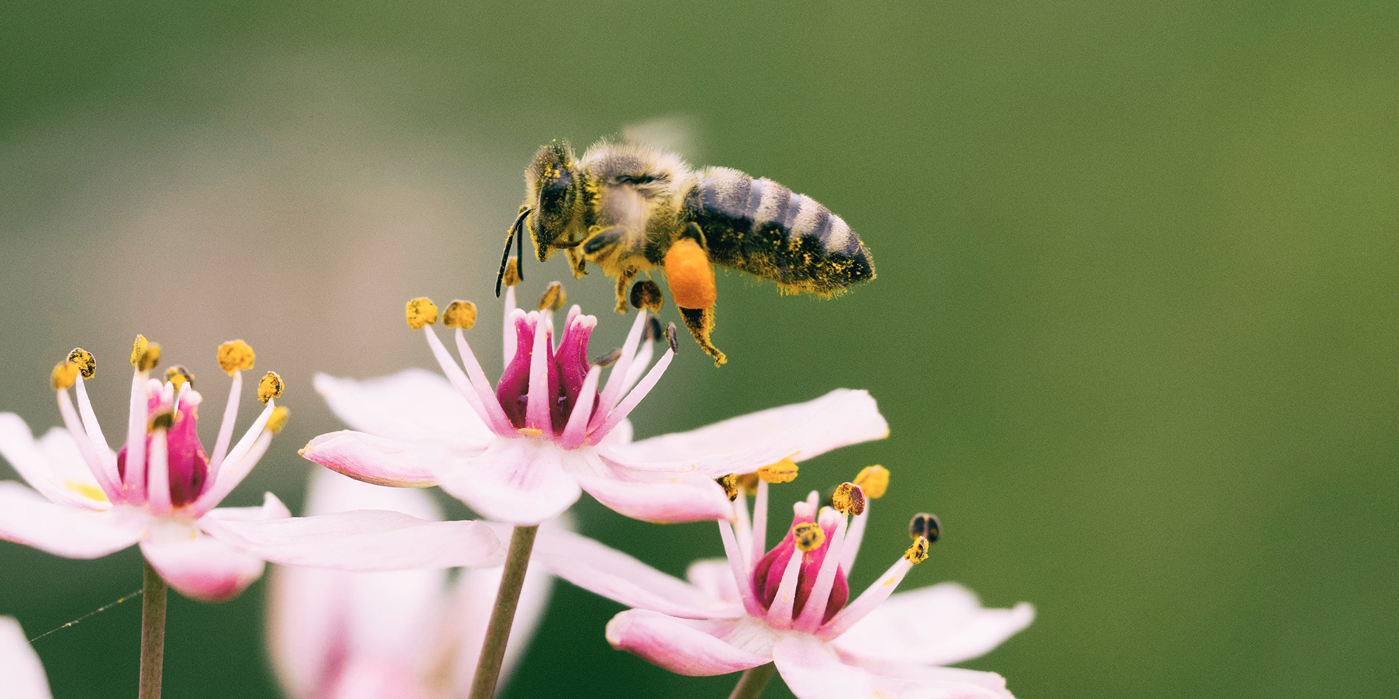 Bee photo by Aaron Burden on Unsplash