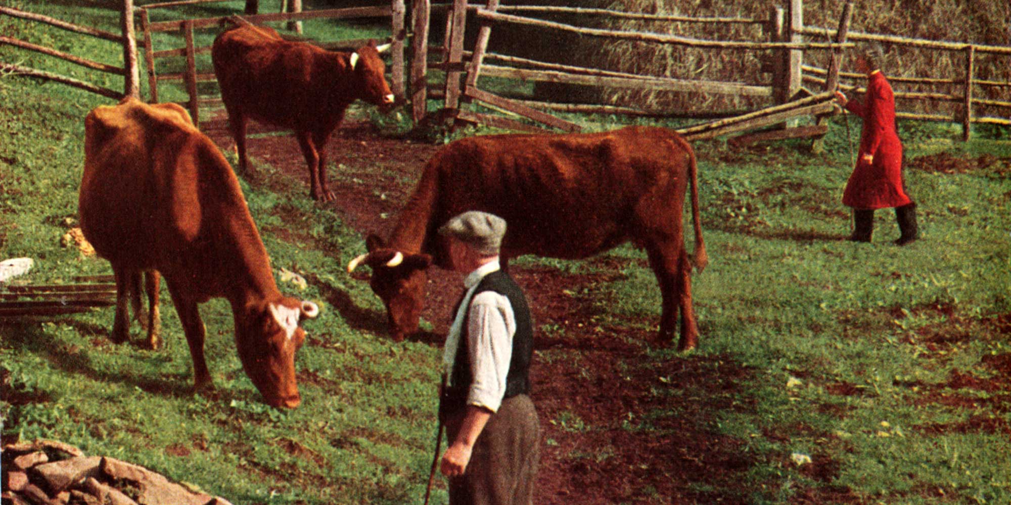 Mr and Mrs Strong at Luccombe Mill, with cows