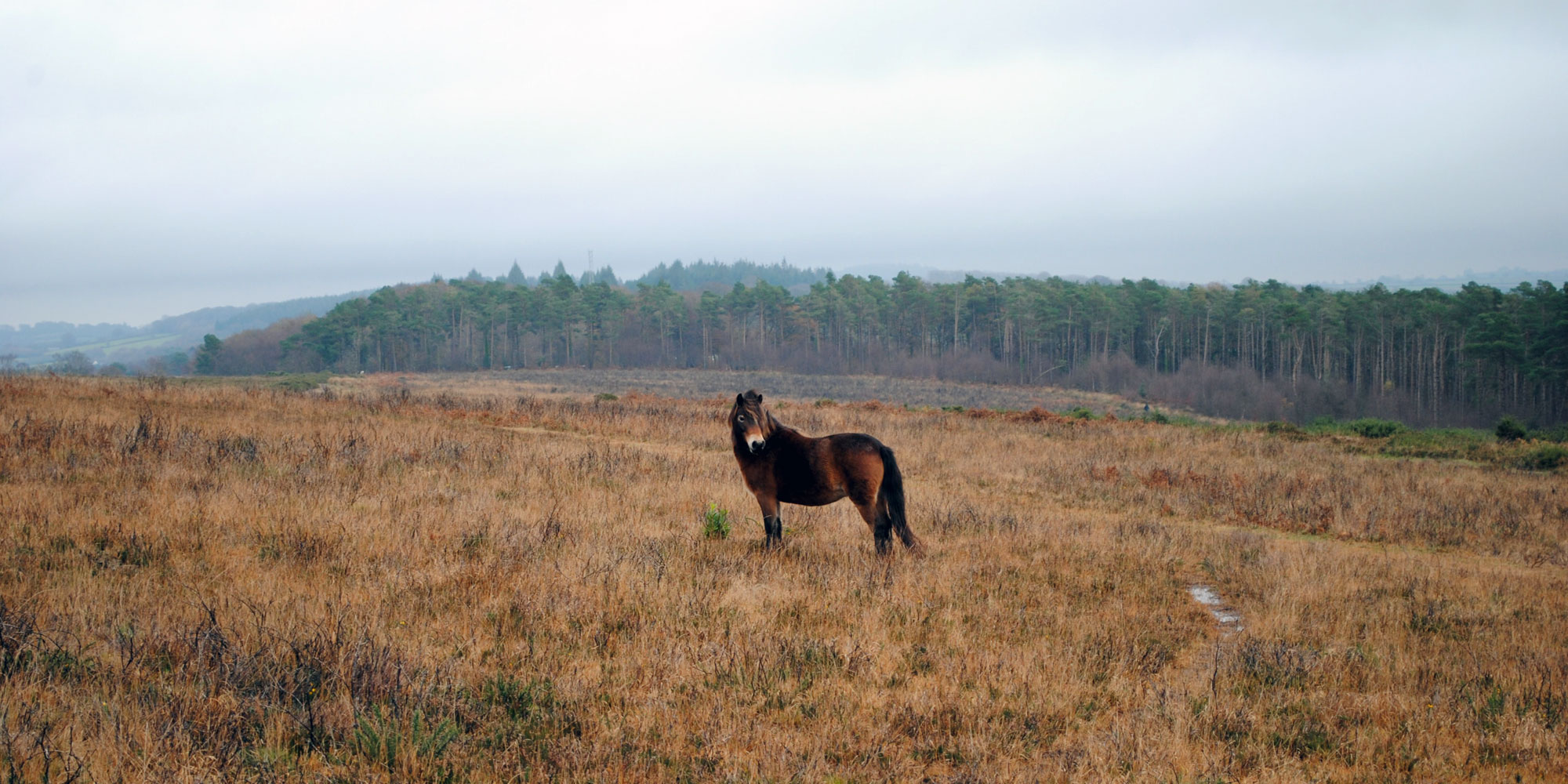 Exmoor pony